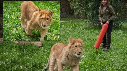 İzmir'de aslan bulundu! Sadece kedi mamasıyla aslan beslemişler...