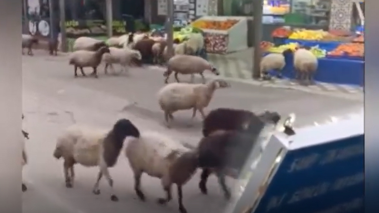Koyunlar markete daldı
