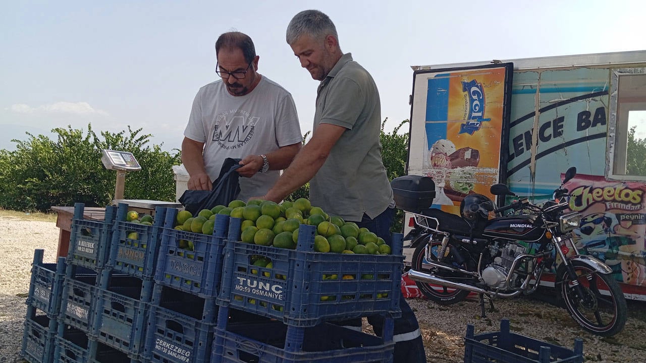 Üretici tepkili: Marketlerde 35-40 lira olan mandalinayı, tüccar bizden 7 liraya almak istiyor