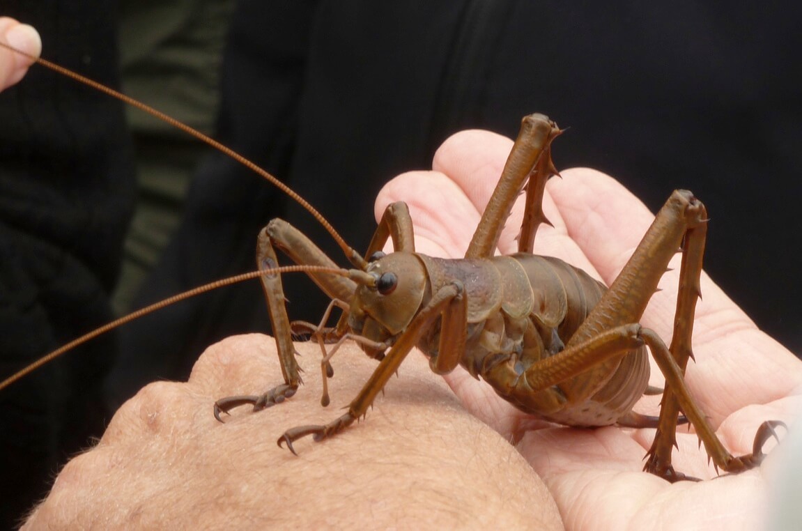 Les 20 insectes les plus étranges du monde – Page 2 – homenal
